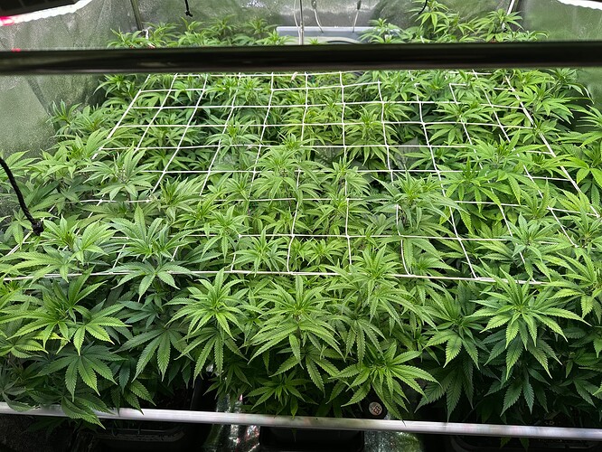 Growreport Bild 32