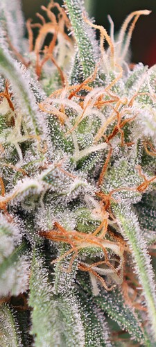 Screenshot_2024-08-03-13-38-36-433_com.miui.gallery