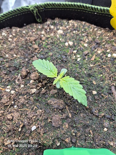 Growreport Bild 8