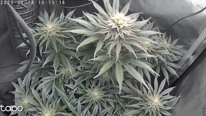 Growreport Bild 1