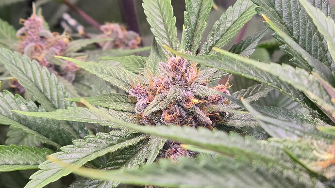 Growreport Bild 5