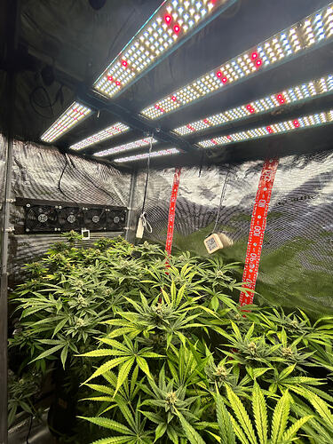 Cannabis-Pflanzen in einem Growzelt unter LED-Beleuchtung in der Blütephase.