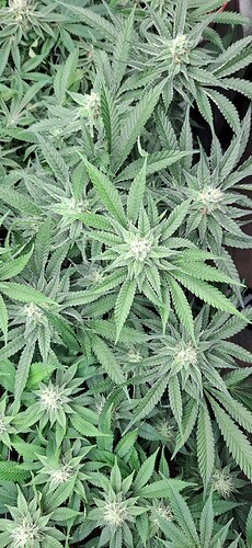 Growreport Bild 9
