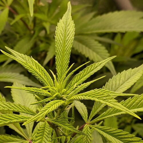 Growreport Bild 4