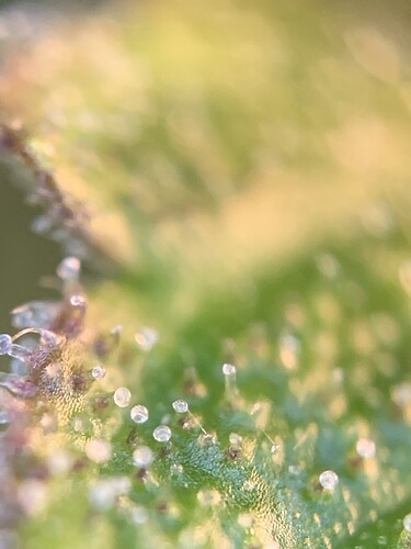 Growreport Bild 2