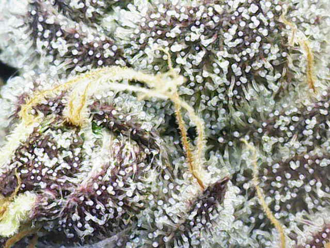 Growreport Bild 19