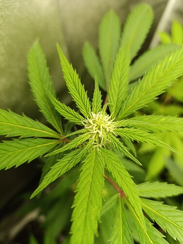Growreport Bild 6