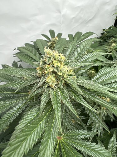 Growreport Bild 10