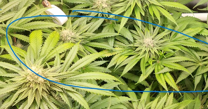 Growreport Bild 35
