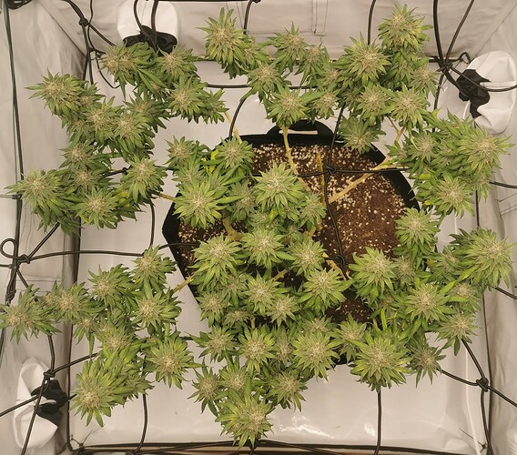 Growreport Bild 2