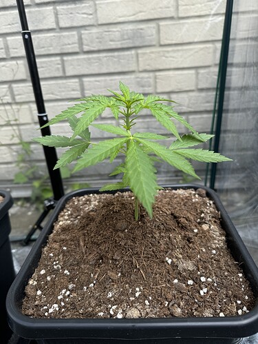 Growreport Bild 6