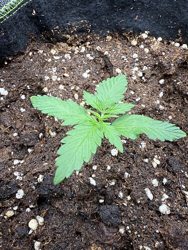Growreport Bild 1