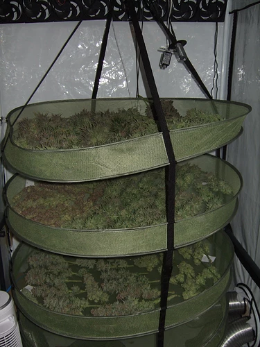 Growreport Bild 6