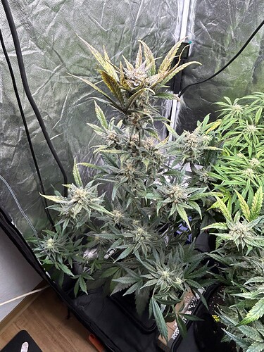 Growreport Bild 2