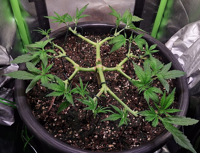 Growreport Bild 8
