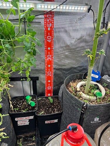 Growreport Bild 6