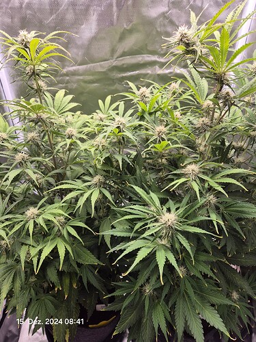 Growreport Bild 2