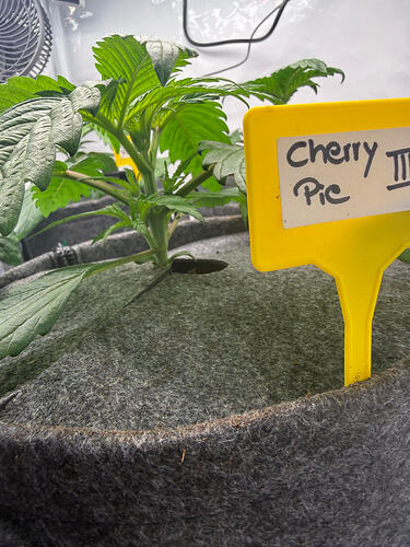 Growreport Bild 17