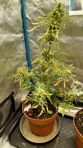 Growreport Bild 3
