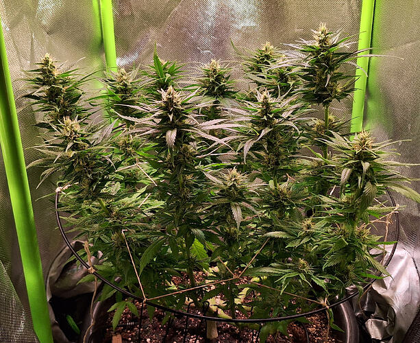Growreport Bild 2