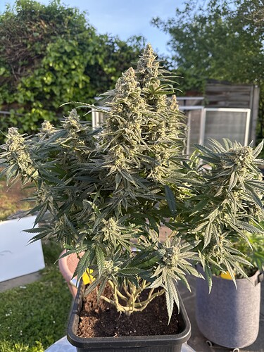Growreport Bild 2