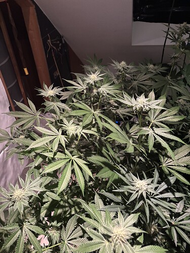Growreport Bild 33