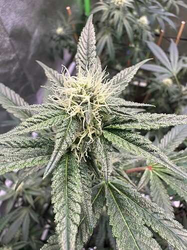 Growreport Bild 16