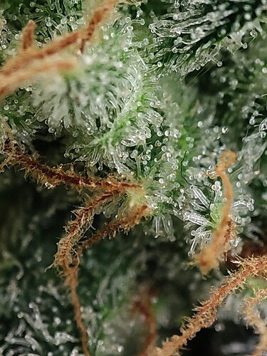 Growreport Bild 88