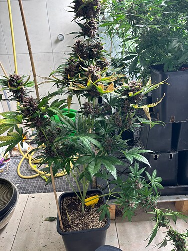Growreport Bild 56