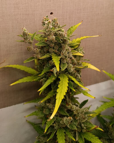 Growreport Bild 3
