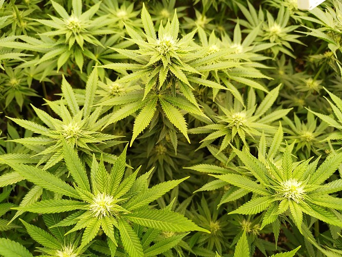Growreport Bild 14