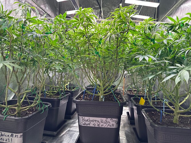 Growreport Bild 48