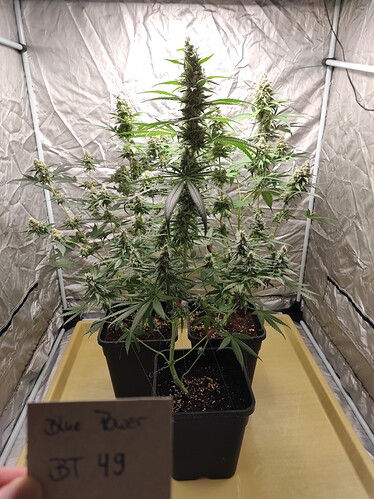 Growreport Bild 17