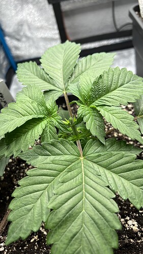 Growreport Bild 1