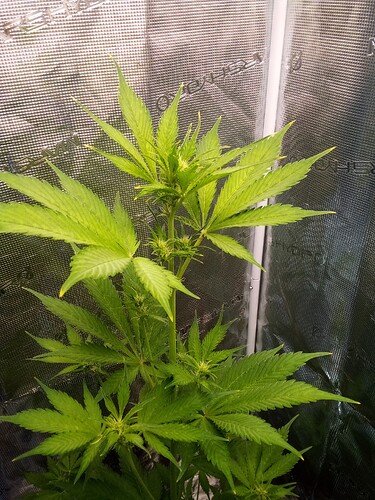 Growreport Bild 3
