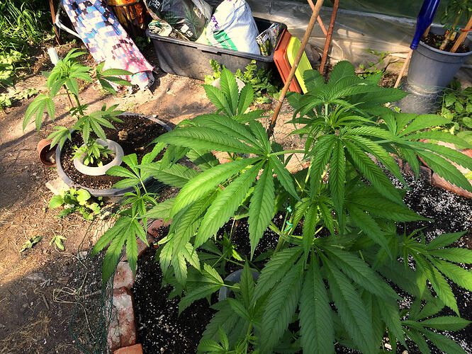 Grow26070812