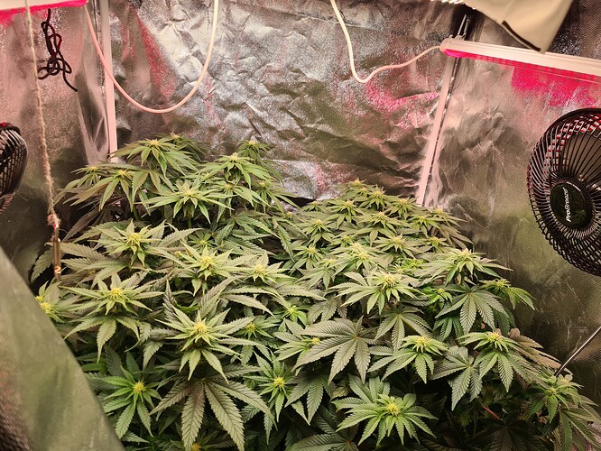 Growreport Bild 4