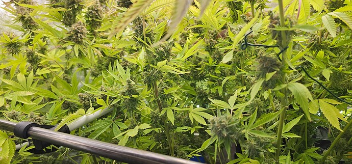 Growreport Bild 25