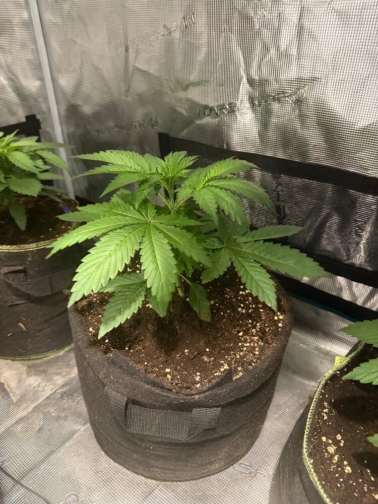 Hawaiian Snow vs. Purple Mimosa GanjaFramer seeds Test Nr. 2