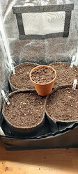 Growreport Bild 1