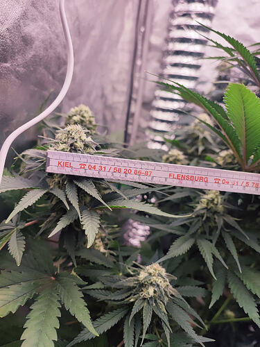 Growreport Bild 15