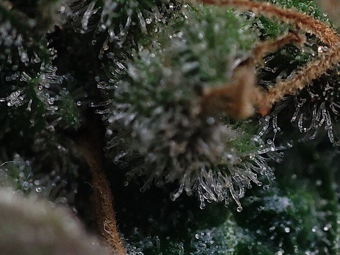 Growreport Bild 45