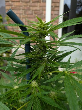 Growreport Bild 2