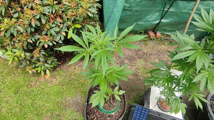 Screenshot 2024-06-18 144604