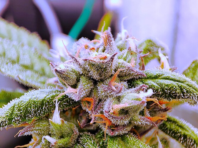 Growreport Bild 36