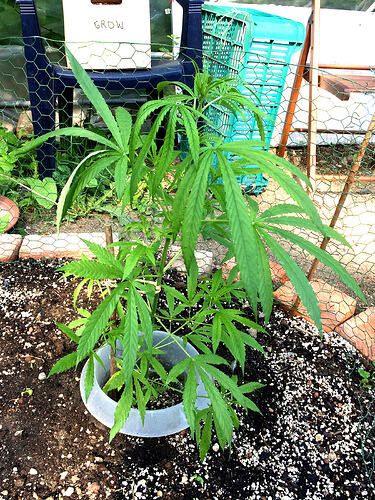 Grow26070814
