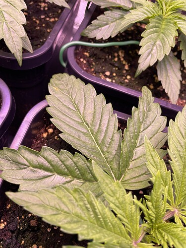 Growreport Bild 5