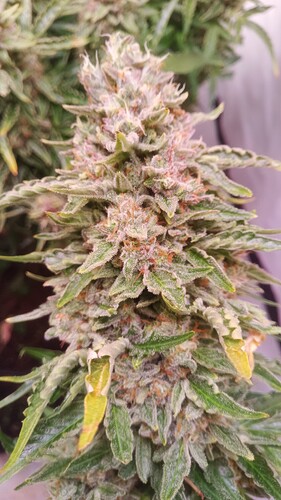 Growreport Bild 7