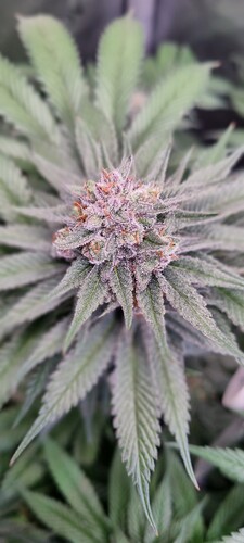 Growreport Bild 41