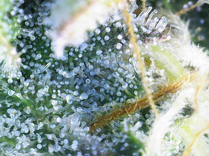 Growreport Bild 8